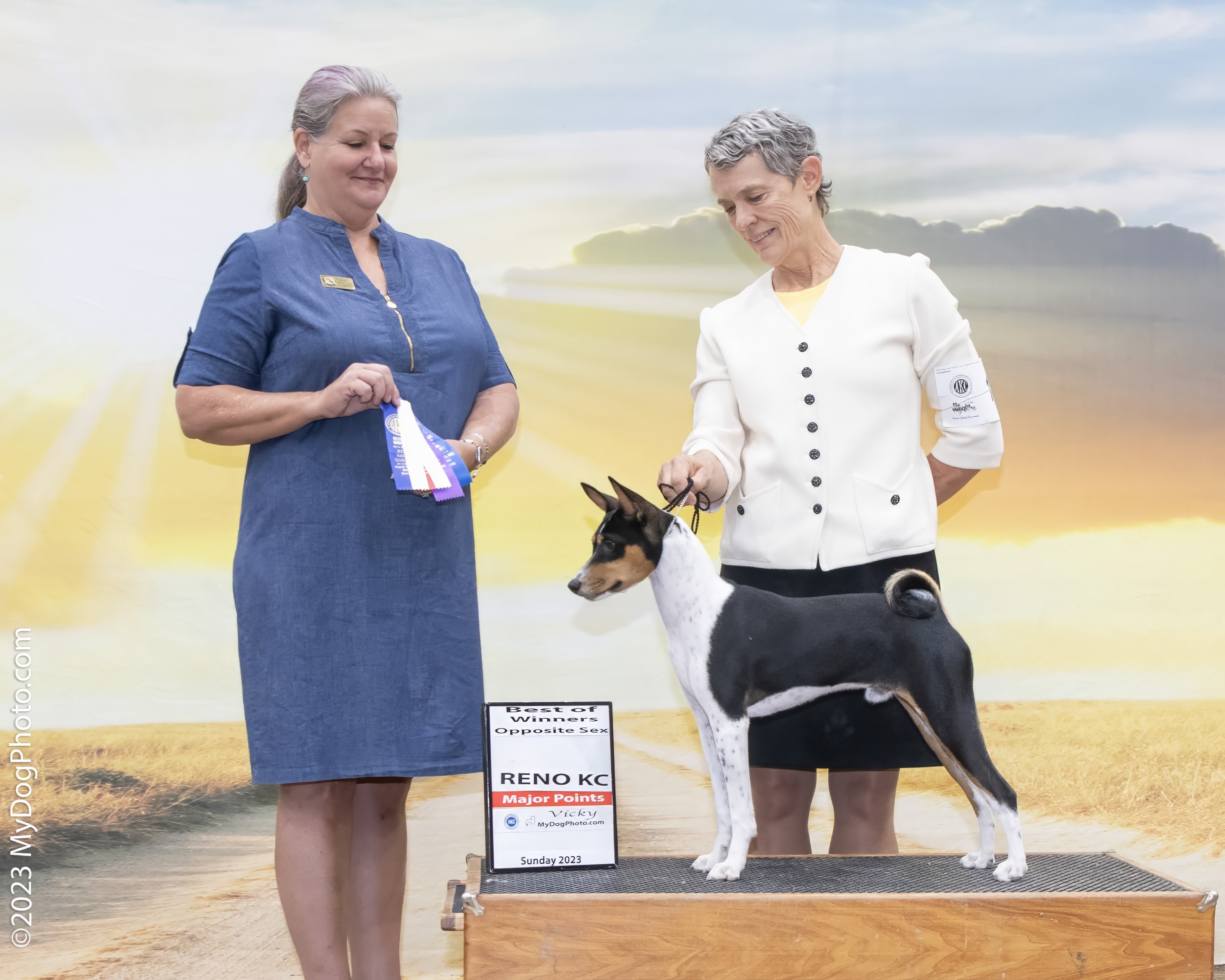 An older women presenting a basenji at a dog show