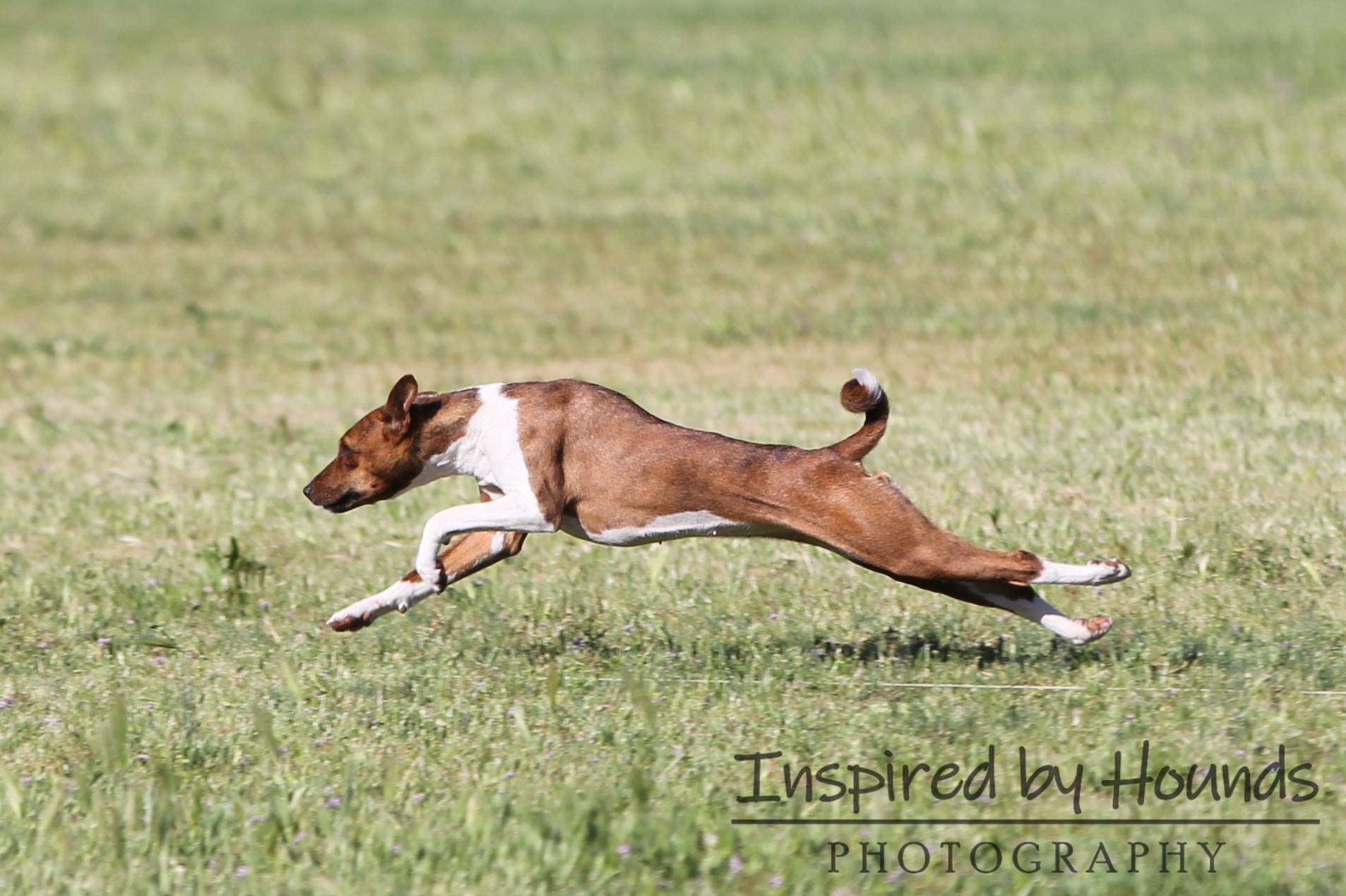 Basenji running on grass and leaping to the left