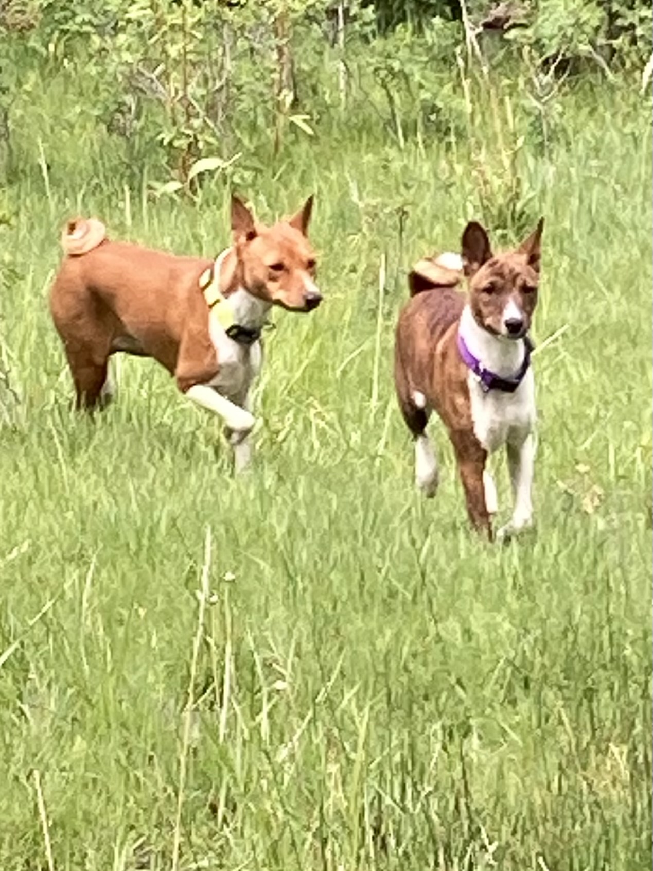 Two basenjis running together in a grass
