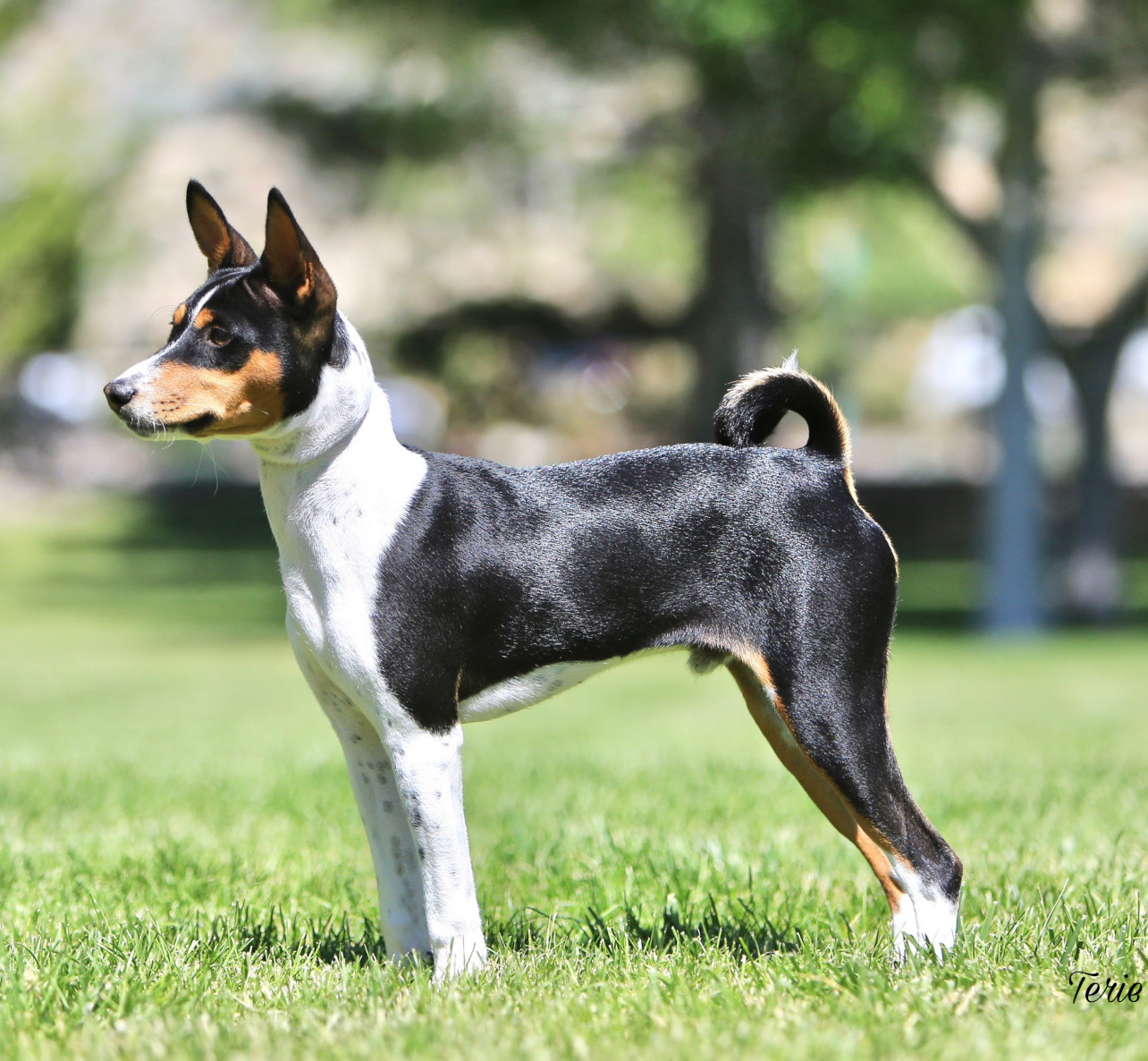 A young adult basenji with black, golden brown, and white fur