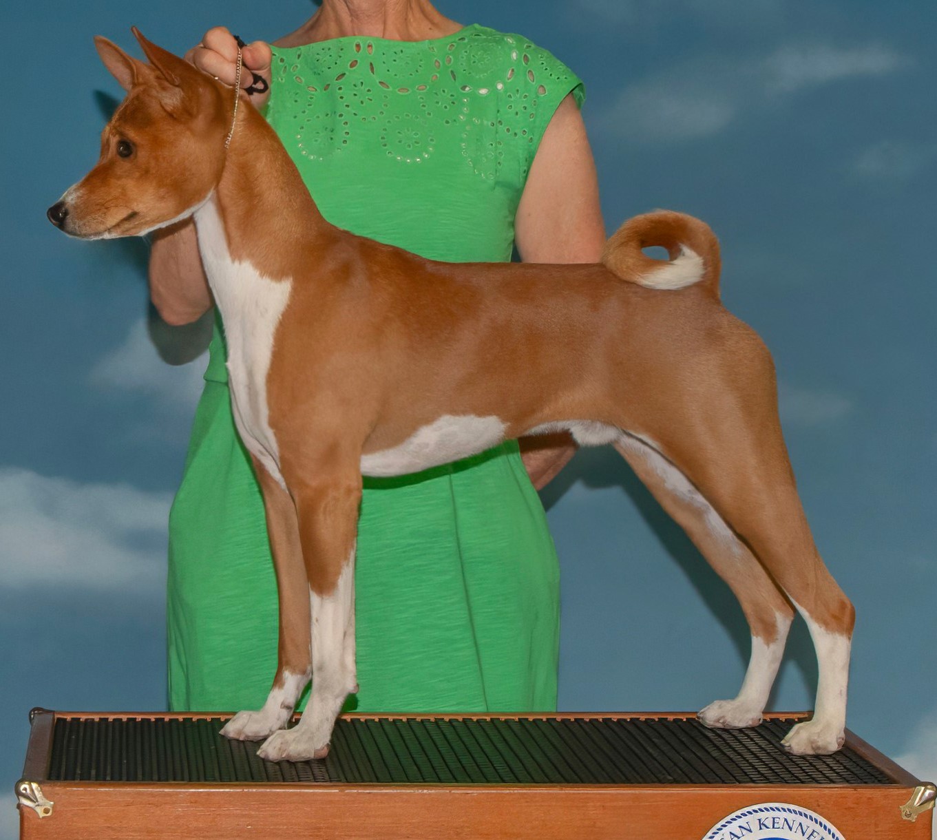 Bert, a male basenji
