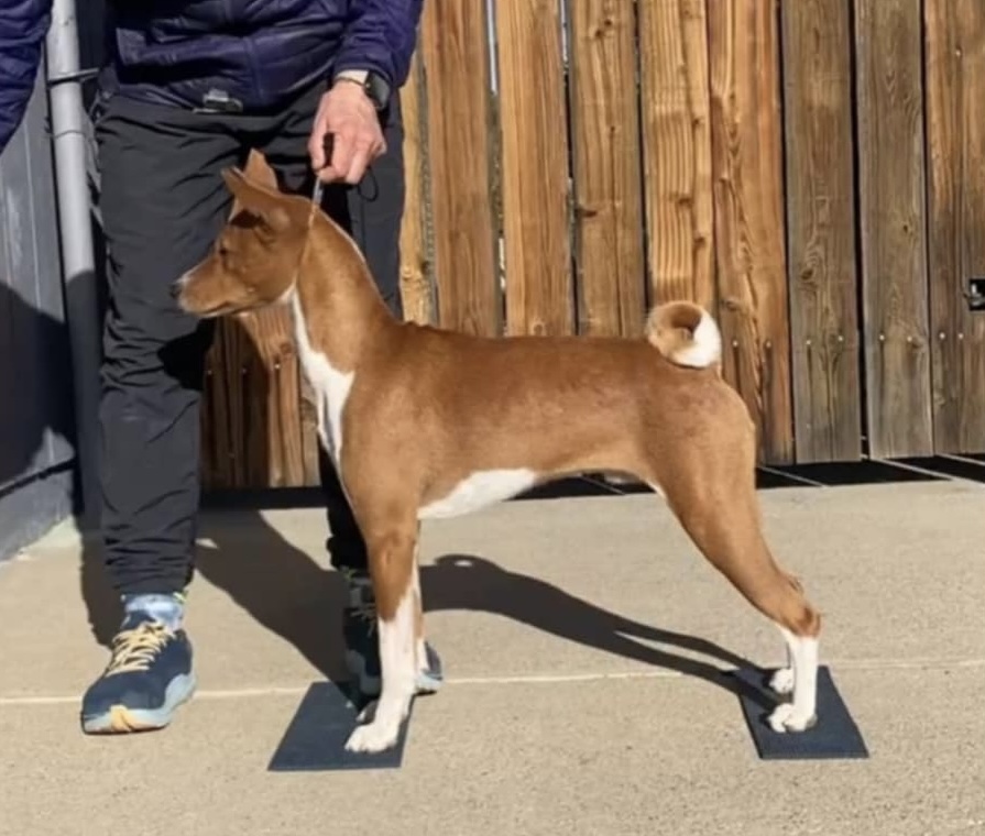 Bert, a male basenji