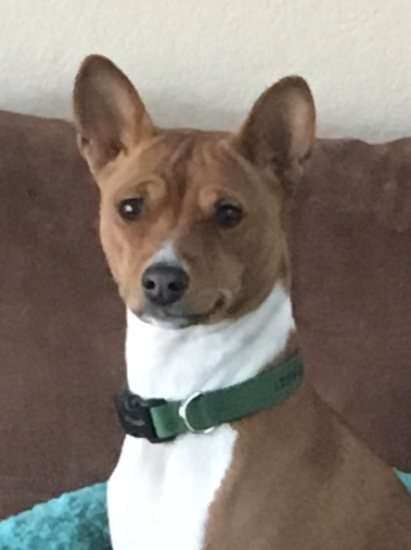 Daisy, a red and white basenji, head portrait with upright ears