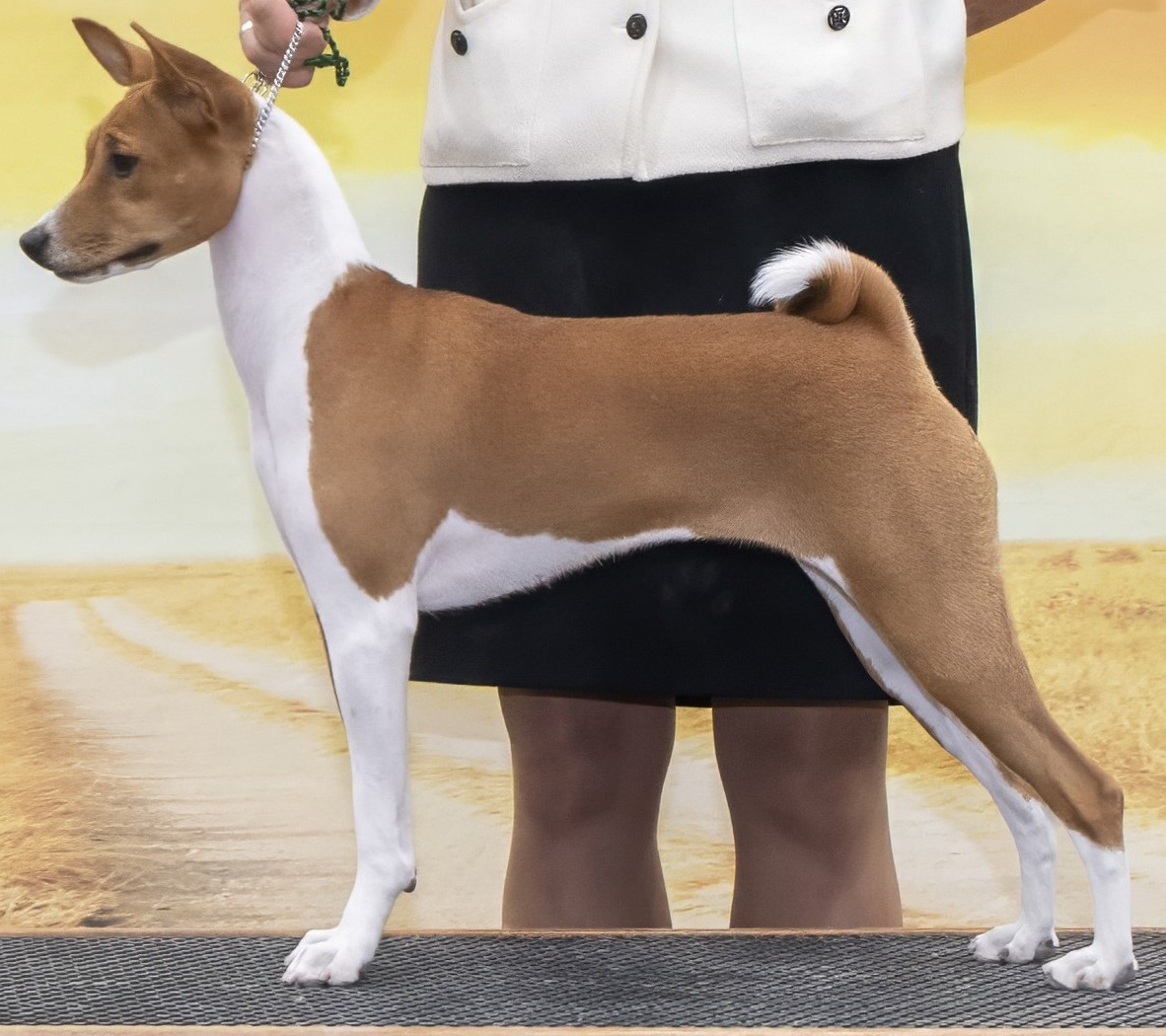 Posy, a red and white basenji close-up portrait with her ears up