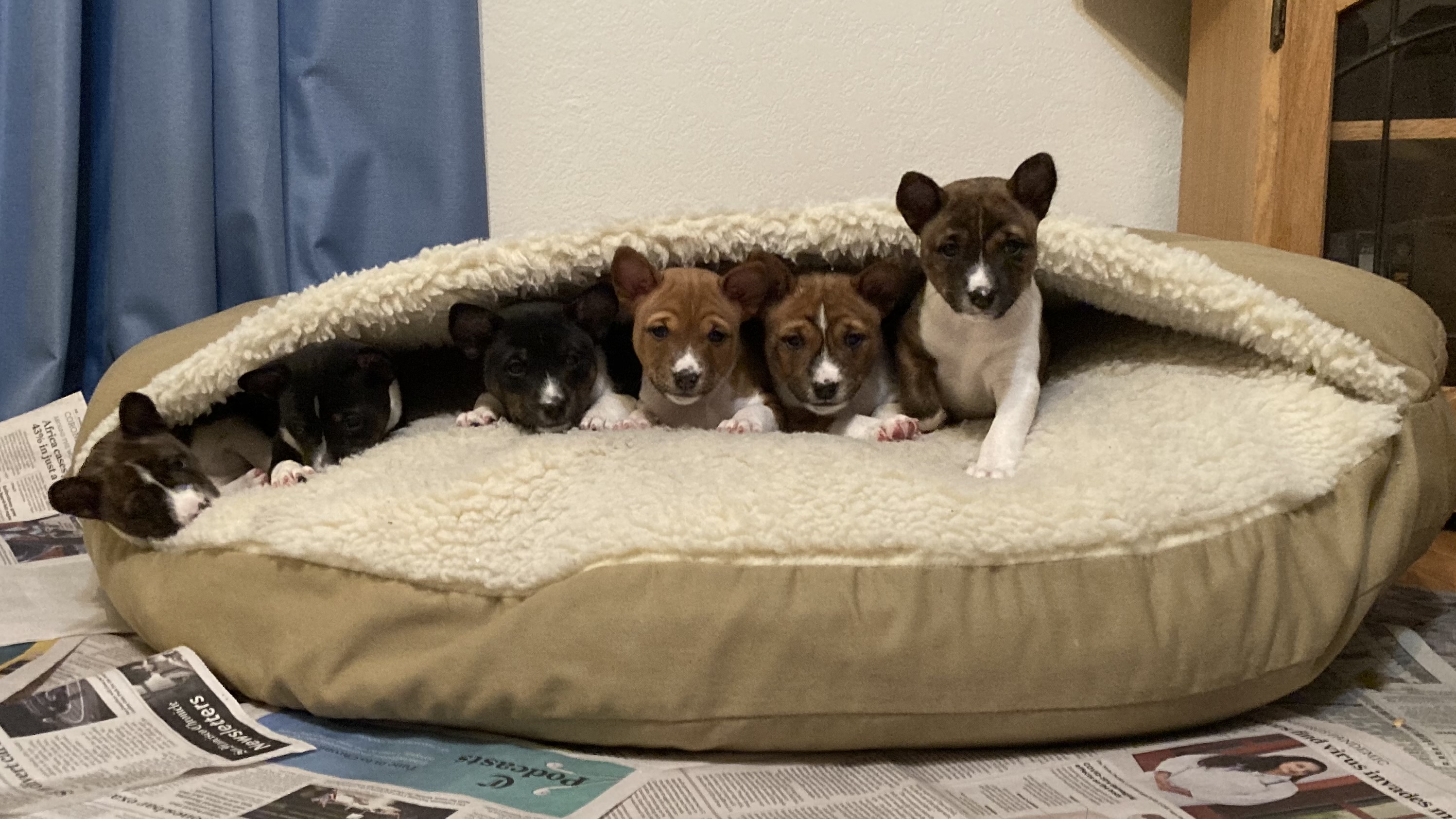 Basenjis puppies