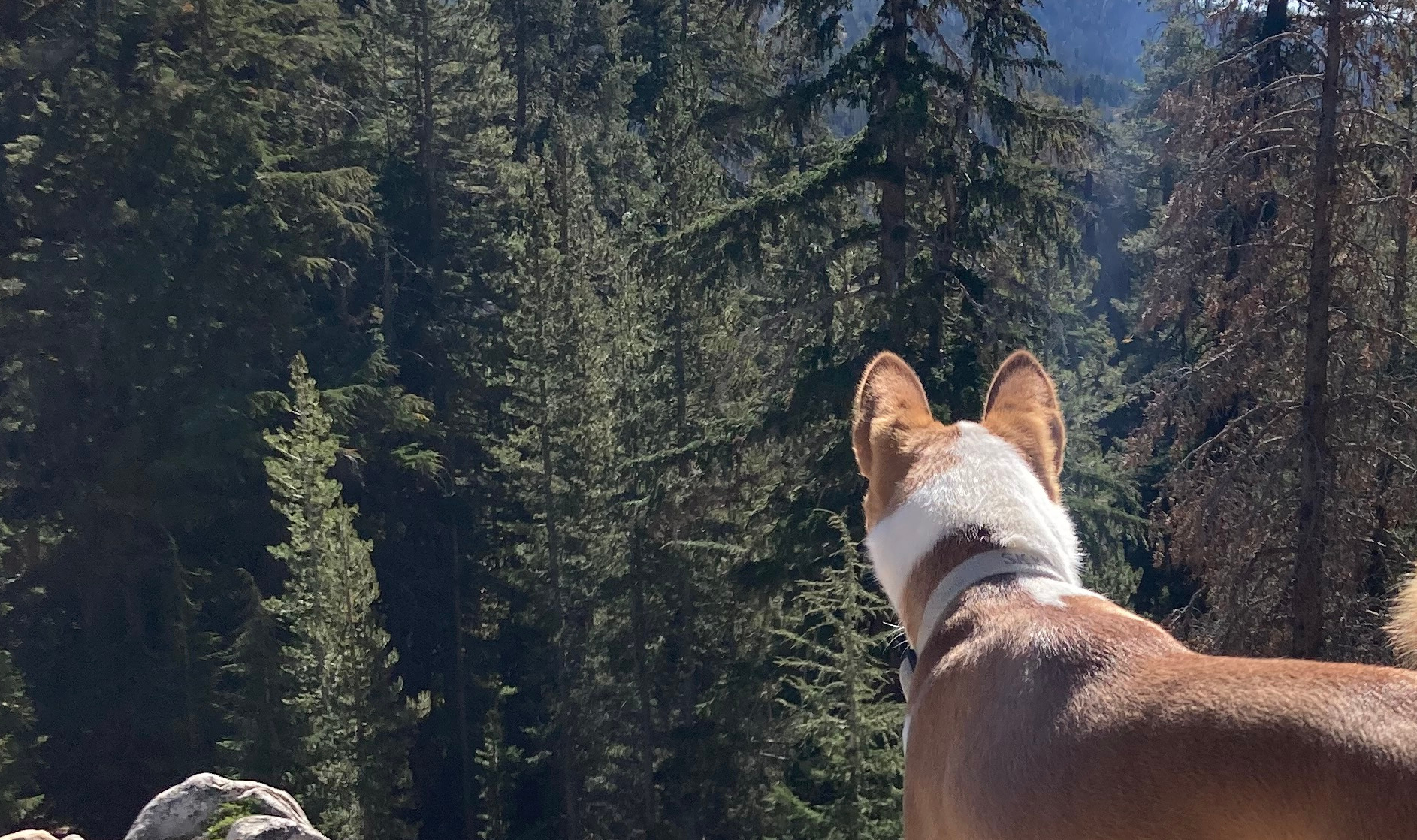 A basenji standing on a rock while overlooking a forest