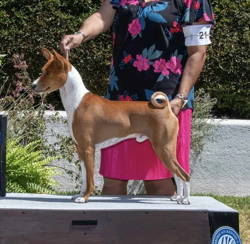 Topper, a male basenji